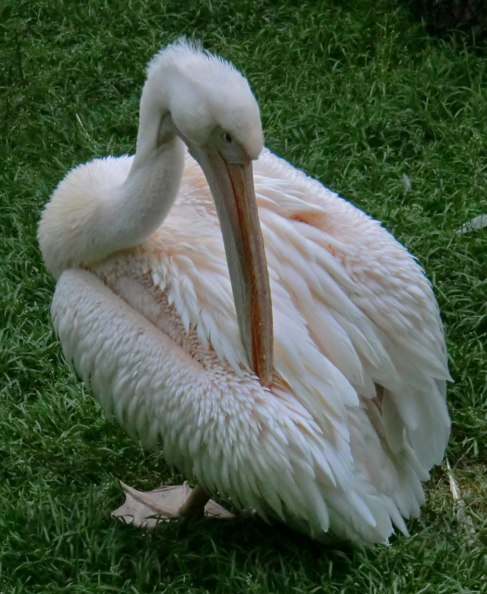 Rosapelikan im Wuppertaler Zoo im Juni 2011