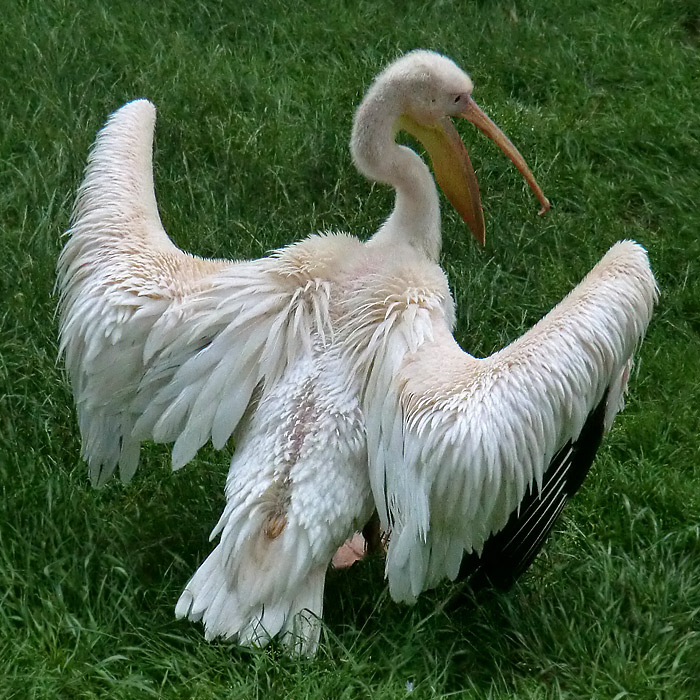 Rosapelikan im Wuppertaler Zoo im Juni 2011