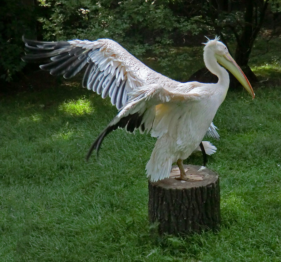 Rosapelikan im Zoo Wuppertal im Juni 2011