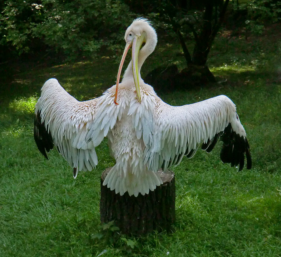 Rosapelikan im Zoologischen Garten Wuppertal im Juni 2011