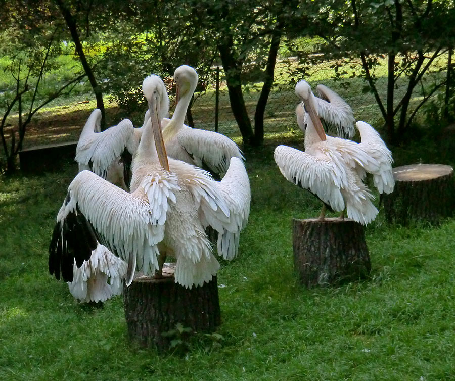 Rosapelikane im Wuppertaler Zoo im Juni 2011