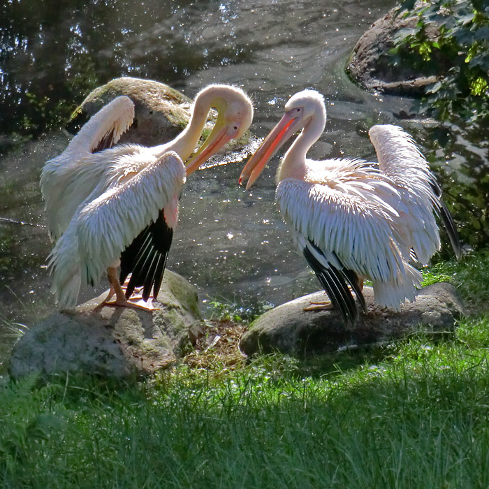 Rosapelikane im Wuppertaler Zoo im Juni 2011