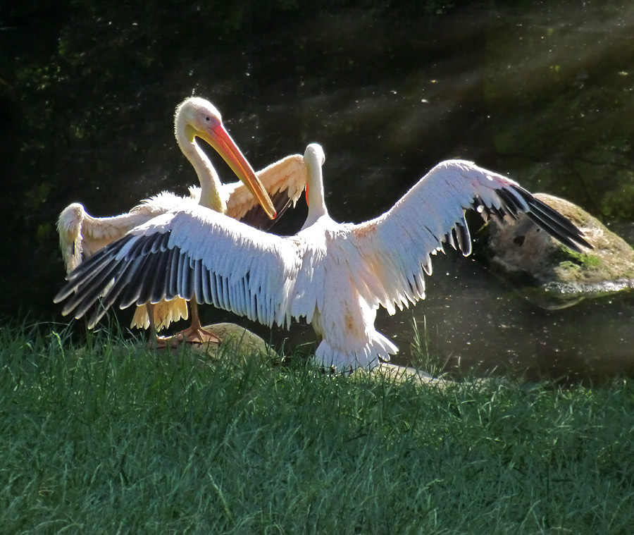 Rosapelikane im Zoo Wuppertal im Juni 2011