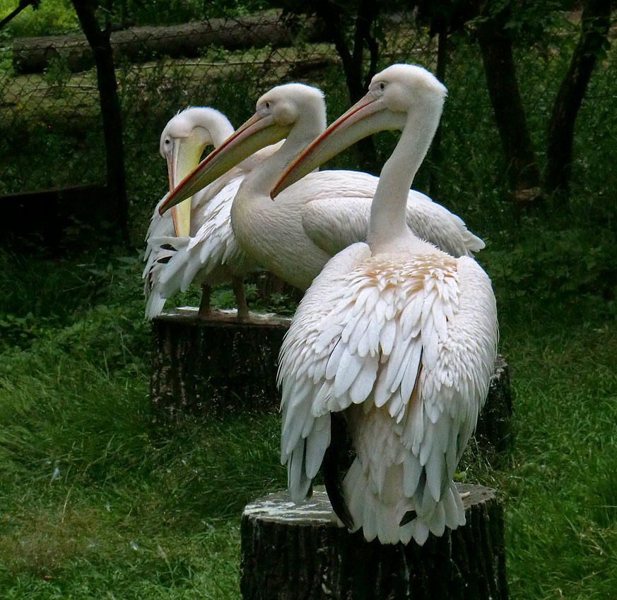 Rosapelikane im Zoo Wuppertal im Juli 2012