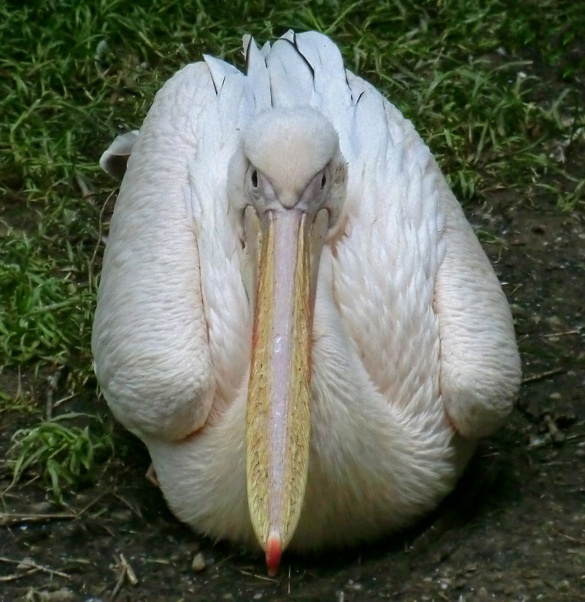 Rosapelikan im Wuppertaler Zoo im Juli 2012