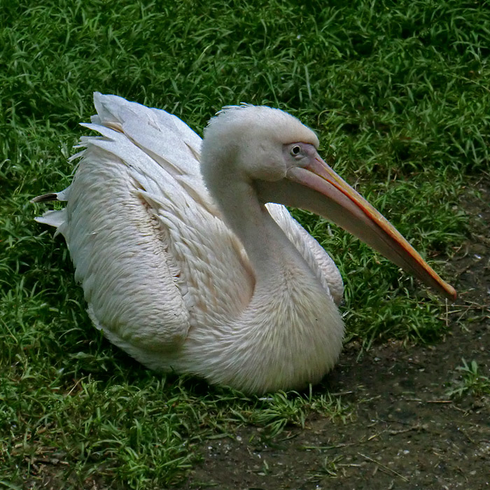 Rosapelikan im Wuppertaler Zoo im Juli 2012