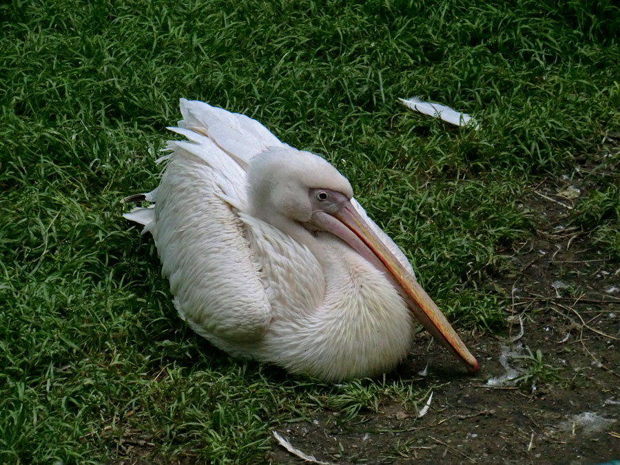 Rosapelikan im Zoo Wuppertal im Juli 2012