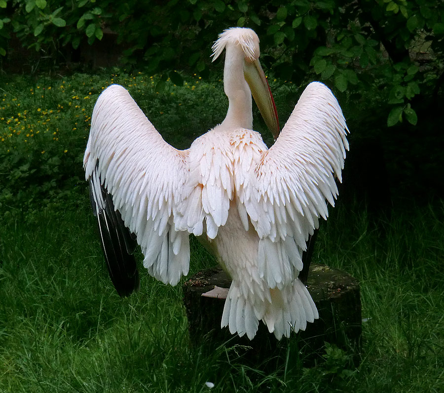 Rosapelikan im Zoo Wuppertal im Mai 2013