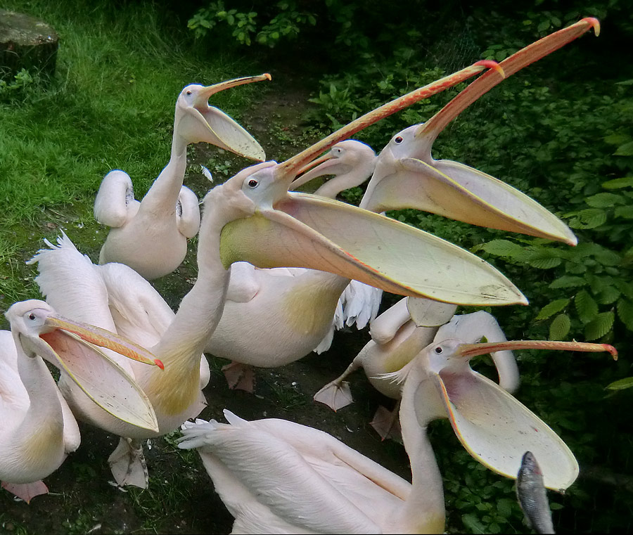 Rosapelikane im Zoologischen Garten Wuppertal im Mai 2013