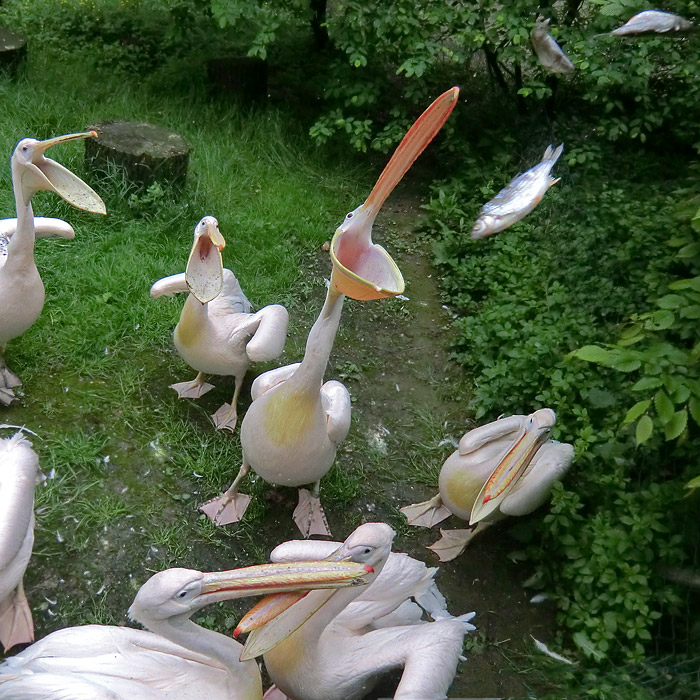 Rosapelikane im Wuppertaler Zoo im Mai 2013