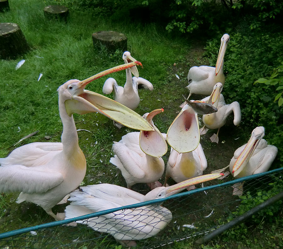 Rosapelikane im Wuppertaler Zoo im Mai 2013