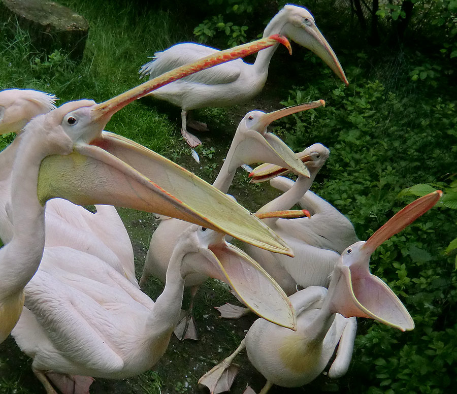 Rosapelikane im Wuppertaler Zoo im Mai 2013