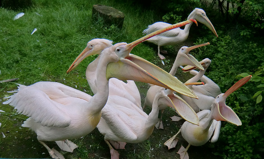 Rosapelikane im Zoologischen Garten Wuppertal im Mai 2013