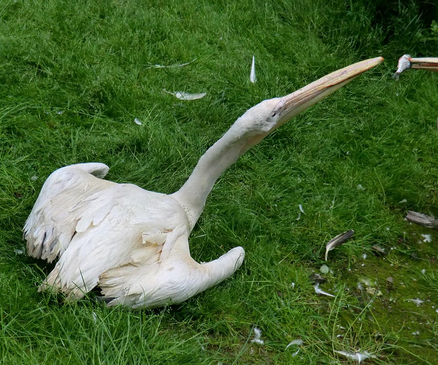 Rosapelikane im Zoo Wuppertal im Mai 2013