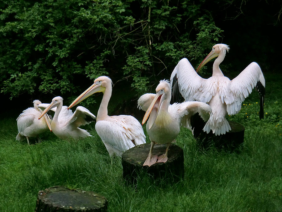 Rosapelikane im Zoologischen Garten Wuppertal im Mai 2013