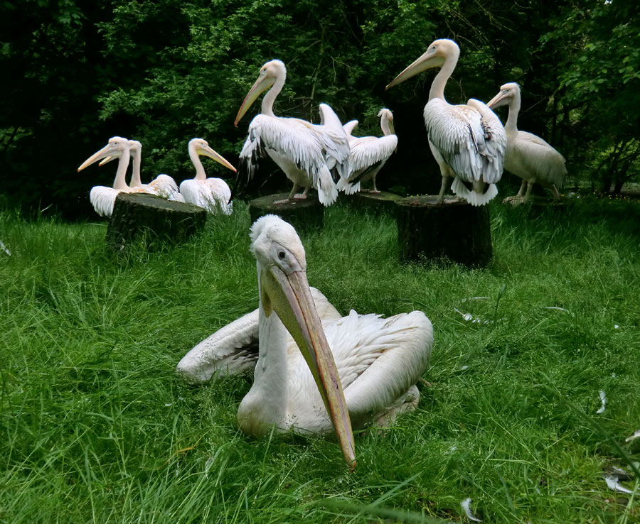 Rosapelikane im Wuppertaler Zoo im Mai 2013