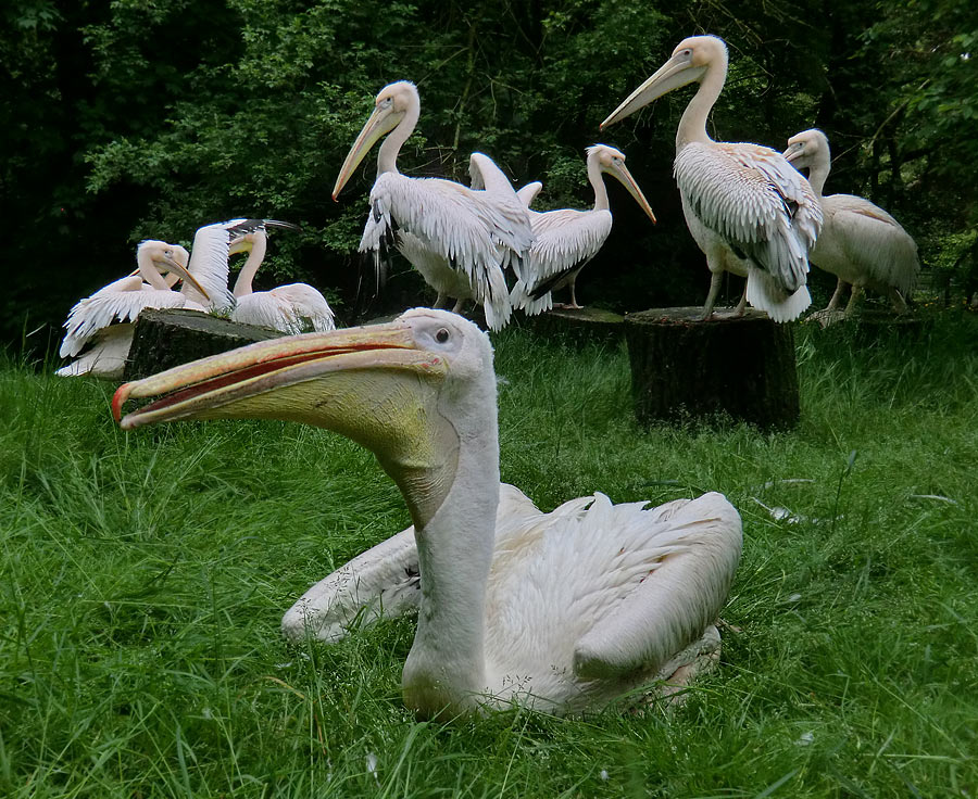 Rosapelikane im Zoo Wuppertal im Mai 2013