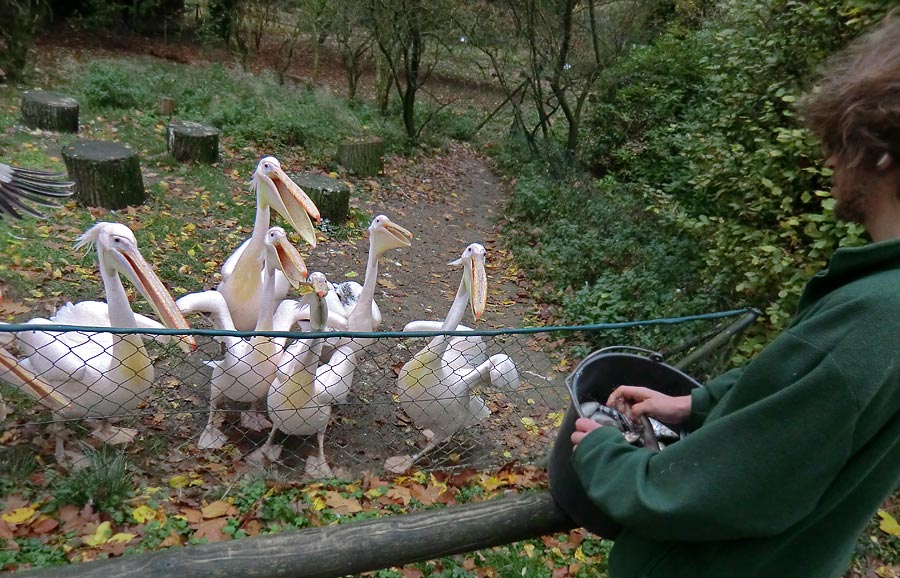 Rosapelikane im Zoologischen Garten Wuppertal im Oktober 2013