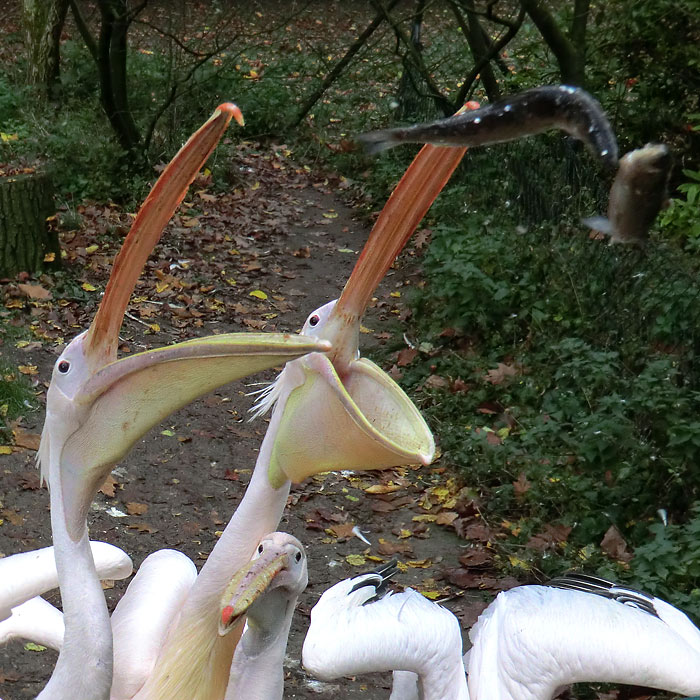 Rosapelikane im Wuppertaler Zoo im Oktober 2013