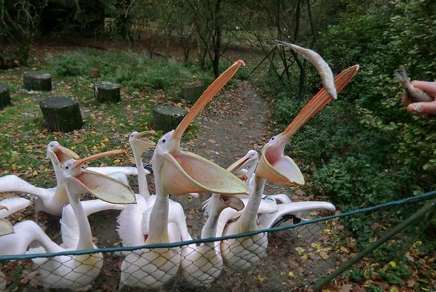 Rosapelikane im Zoo Wuppertal im Oktober 2013