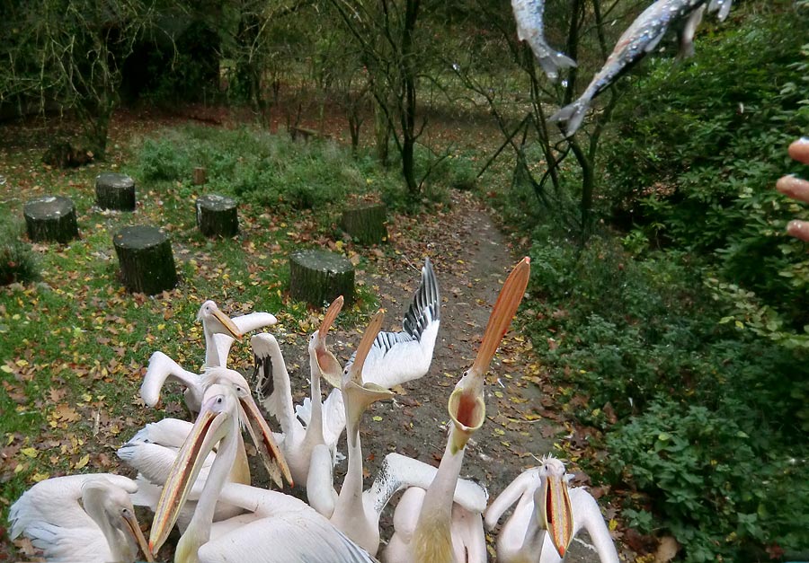 Rosapelikane im Wuppertaler Zoo im Oktober 2013