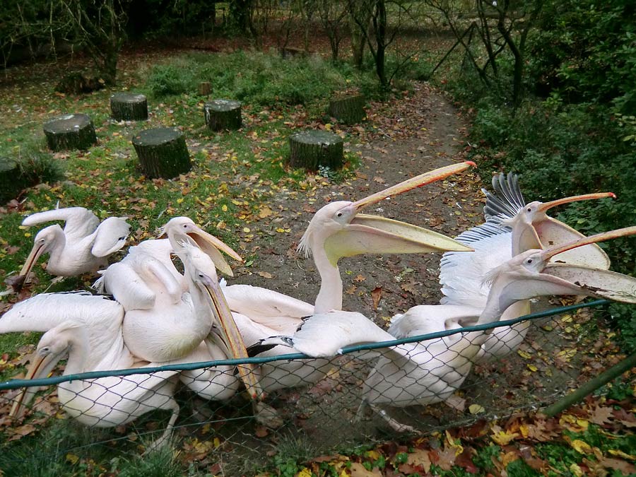 Rosapelikane im Zoologischen Garten Wuppertal im Oktober 2013