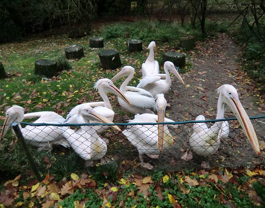 Rosapelikane im Zoologischen Garten Wuppertal im Oktober 2013