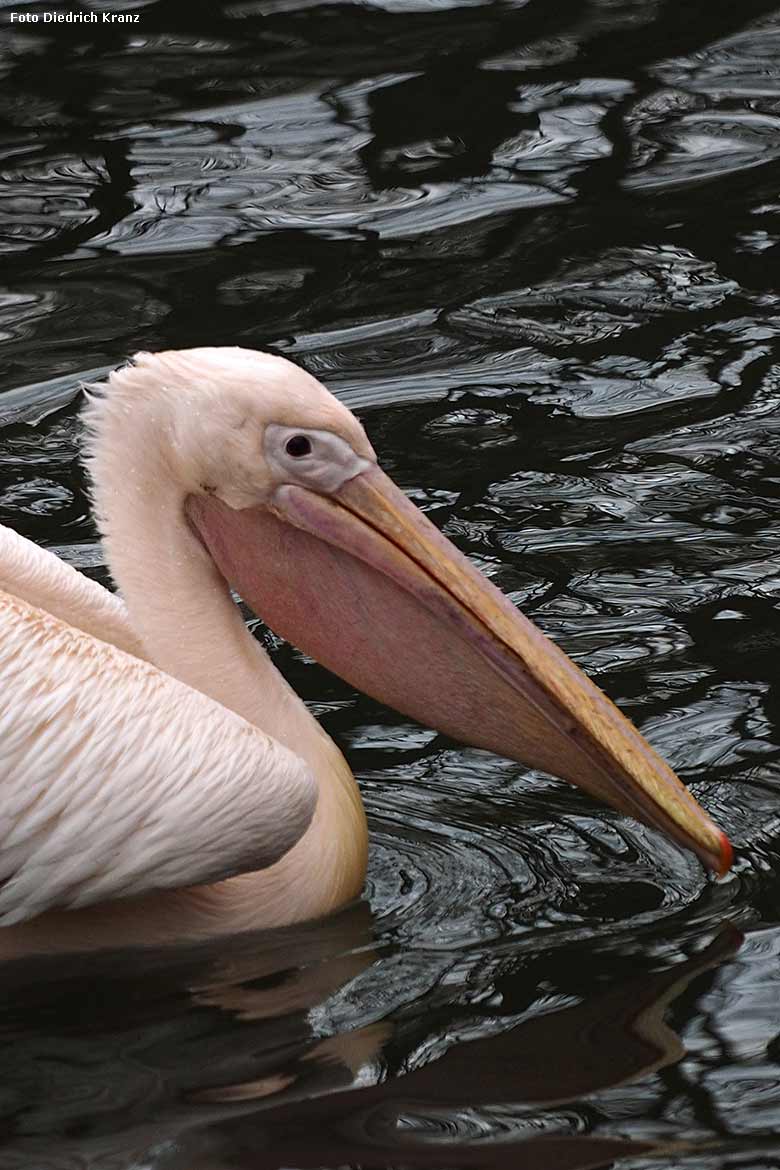 Rosapelikan am 22. März 2016 im Grünen Zoo Wuppertal (Foto Diedrich Kranz)