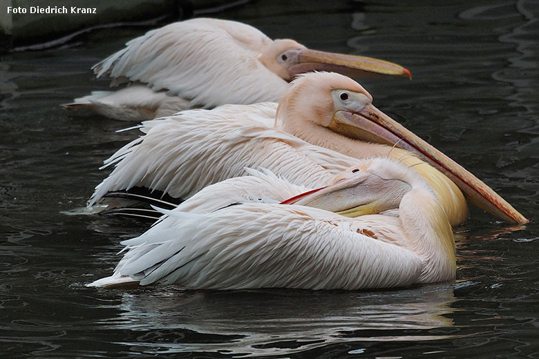 Rosapelikane am 22. März 2016 im Zoologischen Garten Wuppertal (Foto Diedrich Kranz)