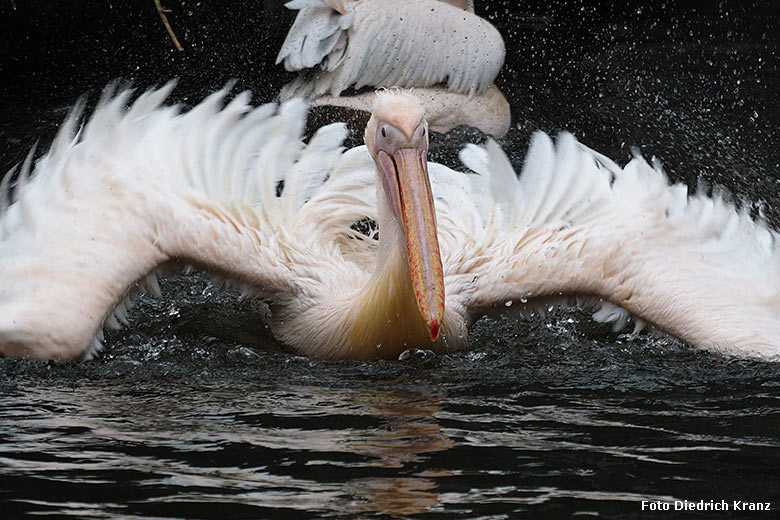 Rosapelikan am 22. März 2016 im Zoo Wuppertal (Foto Diedrich Kranz)