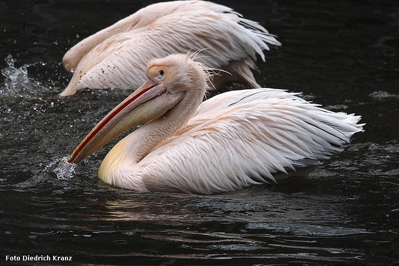 Rosapelikane am 22. März 2016 im Wuppertaler Zoo (Foto Diedrich Kranz)