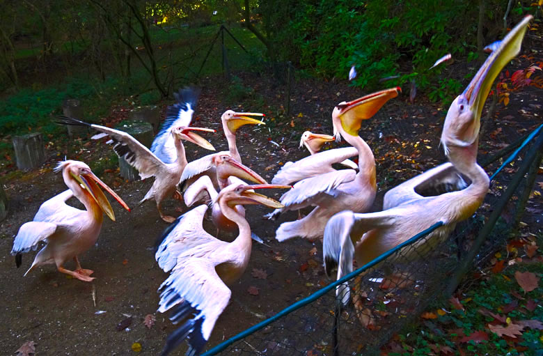 Rosapelikane am 29. Oktober 2016 bei der Fütterung im Grünen Zoo Wuppertal