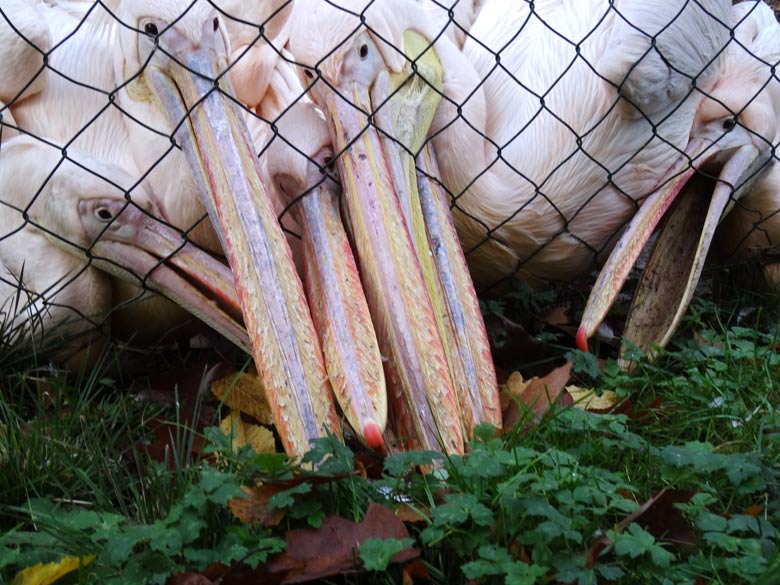 Rosapelikane am 29. Oktober 2016 bei der Fütterung im Zoologischen Garten der Stadt Wuppertal