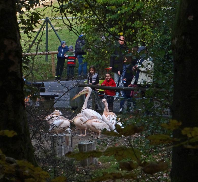 Rosapelikane am 1. November 2016 im Grünen Zoo Wuppertal