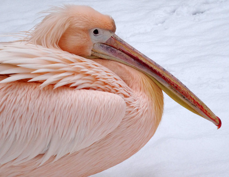 Rosapelikan im Schnee am 11. Februar 2017 im Grünen Zoo Wuppertal