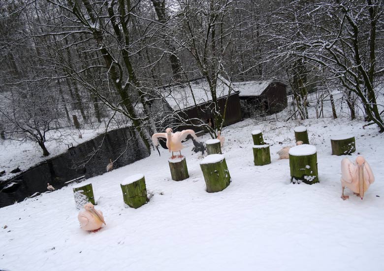 Rosapelikane im Schnee am 11. Februar 2017 im Zoologischen Garten der Stadt Wuppertal