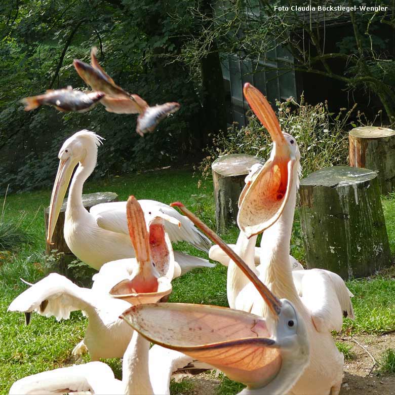 Rosapelikane mit aufgerissenen Schnäbeln erwarteten am 23. September 2017 fliegende Futterfische im Grünen Zoo Wuppertal (Foto Claudia Böckstiegel-Wengler)