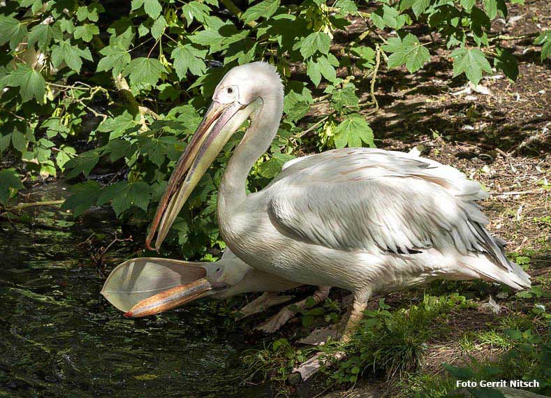 Rosapelikane am Wasser am 28. Mai 2018 im Wuppertaler Zoo (Foto Gerrit Nitsch)