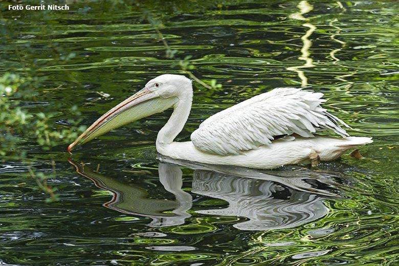 Rosapelikan auf dem Wasser am 28. Mai 2018 im Zoologischen Garten Wuppertal (Foto Gerrit Nitsch)