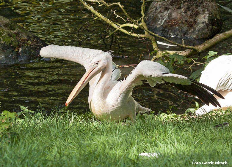 Rosapelikan am Wasser am 28. Mai 2018 im Grünen Zoo Wuppertal (Foto Gerrit Nitsch)