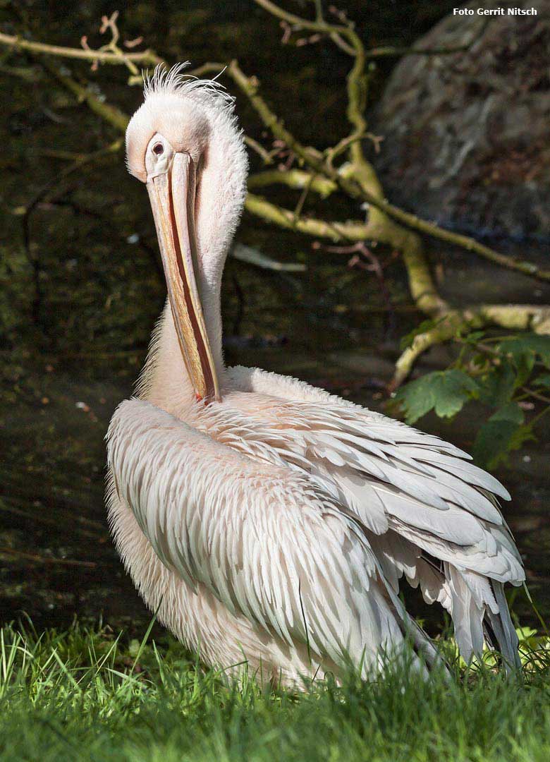 Rosapelikan am Wasser am 28. Mai 2018 im Zoologischen Garten der Stadt Wuppertal (Foto Gerrit Nitsch)