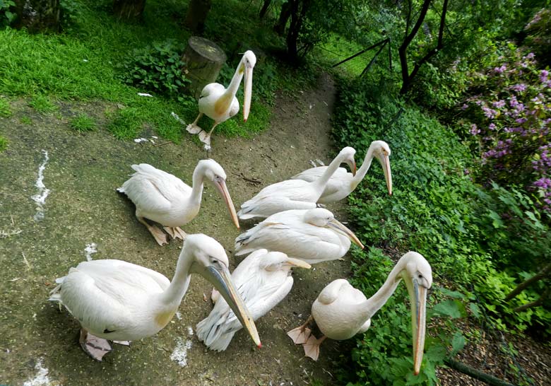 Alle acht Rosapelikane warteten auf die Fütterung am 2. Juni 2018 im Zoologischen Garten Wuppertal