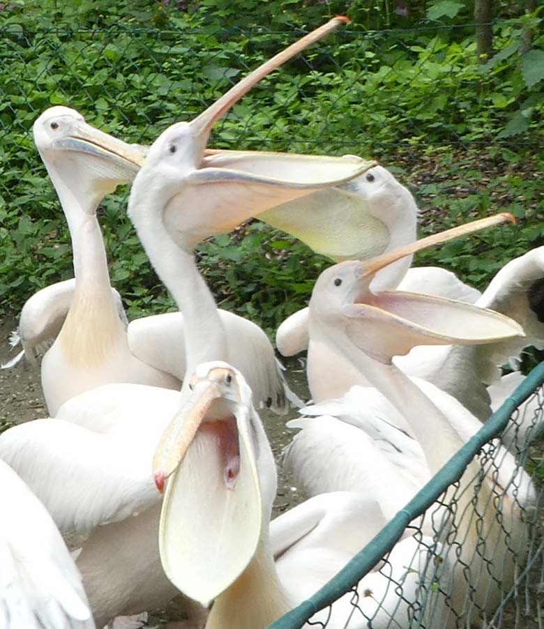 Fütterung der Rosapelikane am 2. Juni 2018 im Zoo Wuppertal