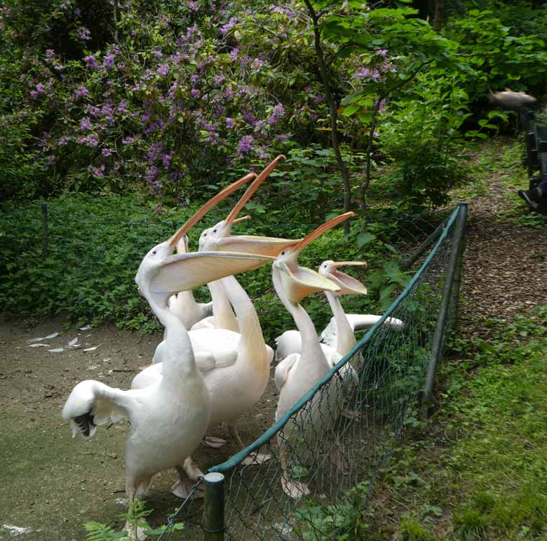 Fütterung der Rosapelikane am 2. Juni 2018 im Grünen Zoo Wuppertal