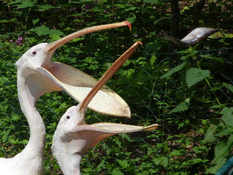 Fütterung der Rosapelikane am 2. Juni 2018 im Zoologischen Garten der Stadt Wuppertal