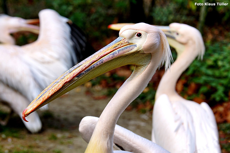 Rosapelikan am 20. Oktober 2018 auf der Außenanlage im Grünen Zoo Wuppertal (Foto Klaus Tüller)