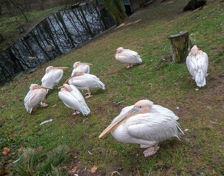 Rosapelikane am 29. Dezember 2018 auf der Außenanlage im Grünen Zoo Wuppertal