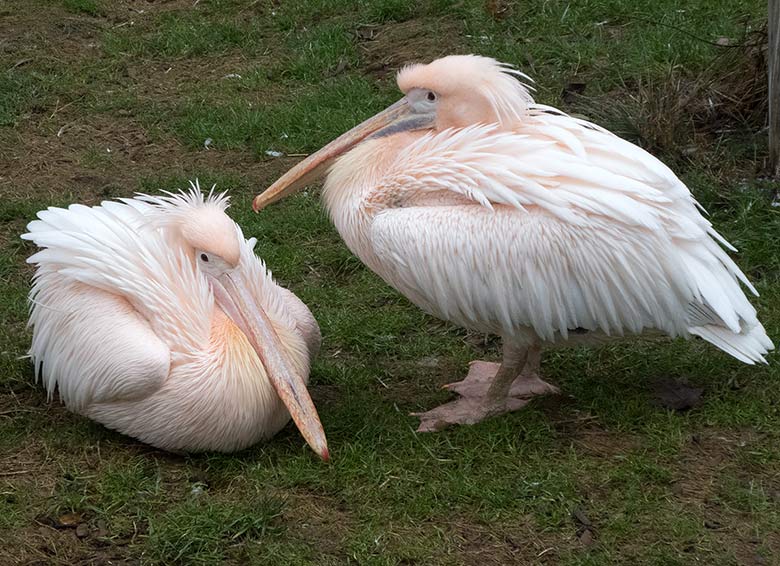 Rosapelikane am 29. Dezember 2018 auf der Außenanlage im Zoologischen Garten Wuppertal