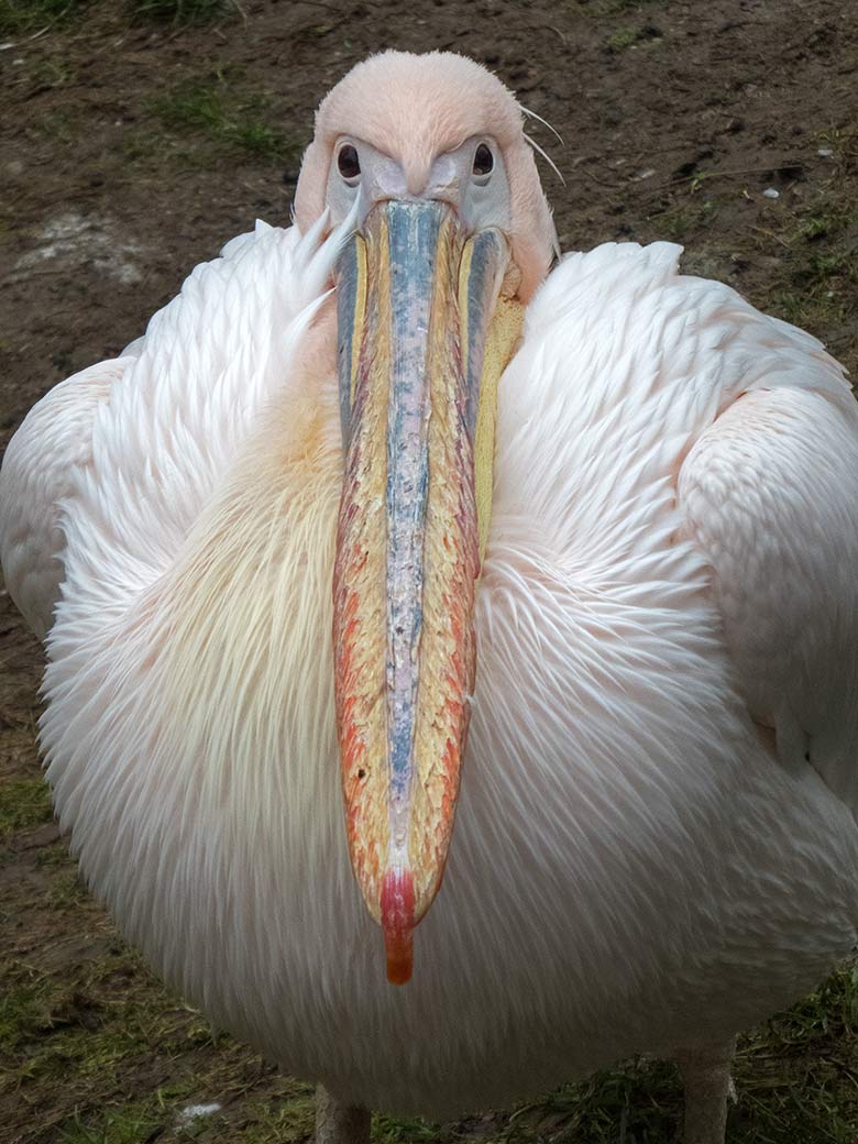 Rosapelikan am 29. Dezember 2018 auf der Außenanlage im Zoo Wuppertal