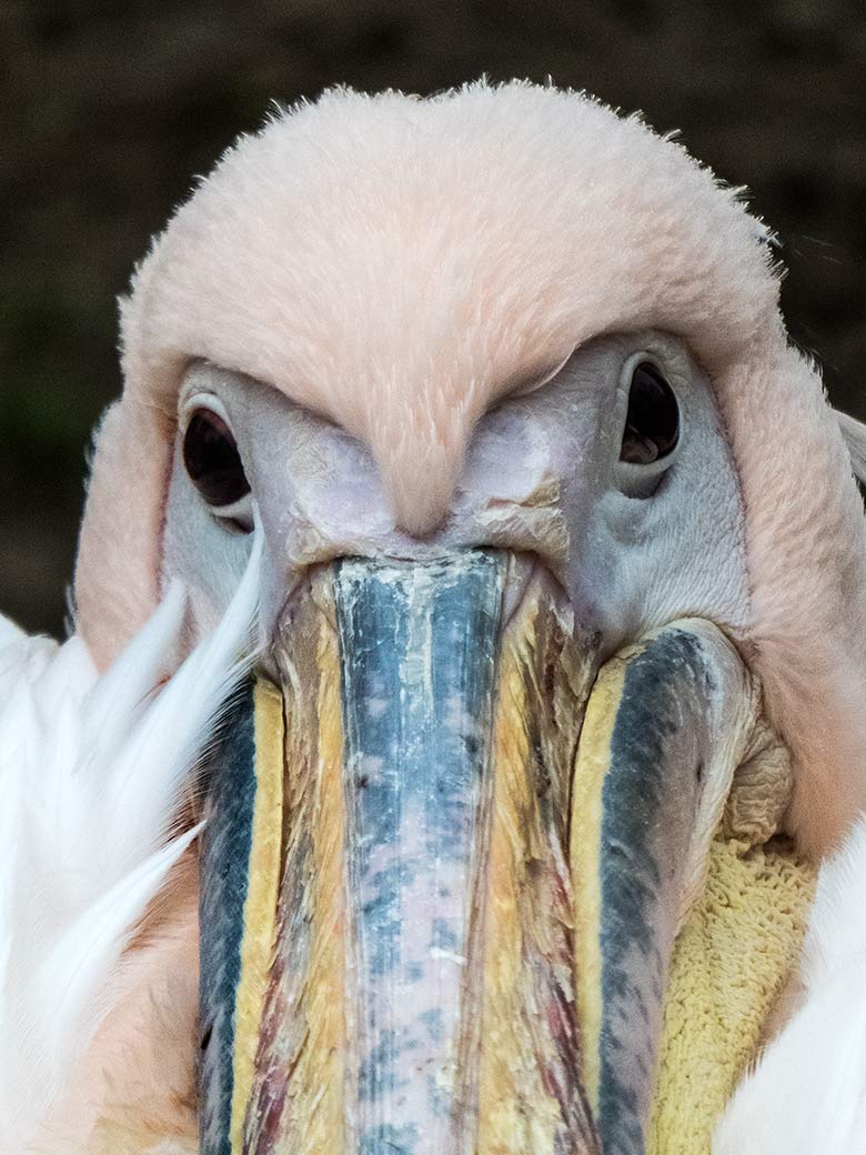 Rosapelikan am 29. Dezember 2018 auf der Außenanlage im Wuppertaler Zoo